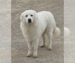 Small #3 Great Pyrenees Mix
