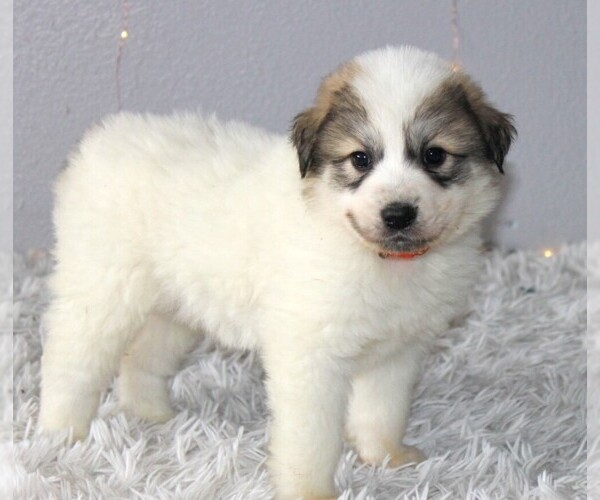 Medium Photo #1 Great Pyrenees Puppy For Sale in CLAYTON, WA, USA