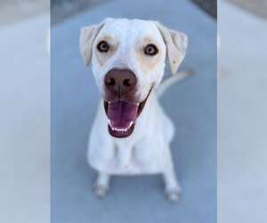 Labrador Retriever Dogs for adoption in Temple, TX, USA