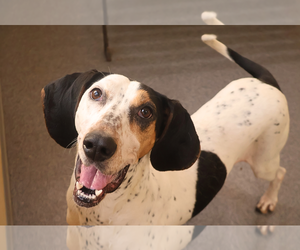 Missy - Female Bluetick Coonhound-Unknown Mix Dog for Adoption - Photo #2