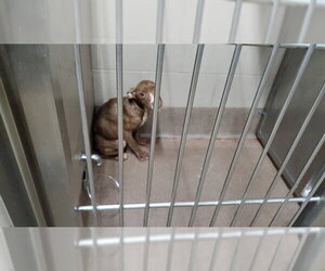 American Pit Bull Terrier-Unknown Mix Dogs for adoption in Aurora, IL, USA