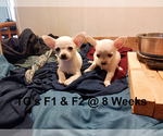 Small #7 Chihuahua