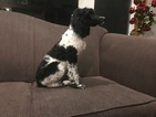 Small Photo #23 Poodle (Standard) Puppy For Sale in AUGSBURG, IL, USA
