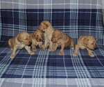 Small Photo #2 Goldendoodle Puppy For Sale in ALBERT LEA, MN, USA