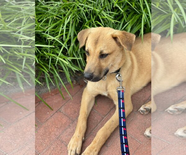 Medium Photo #8 Mutt Puppy For Sale in Woodbury, NY, USA