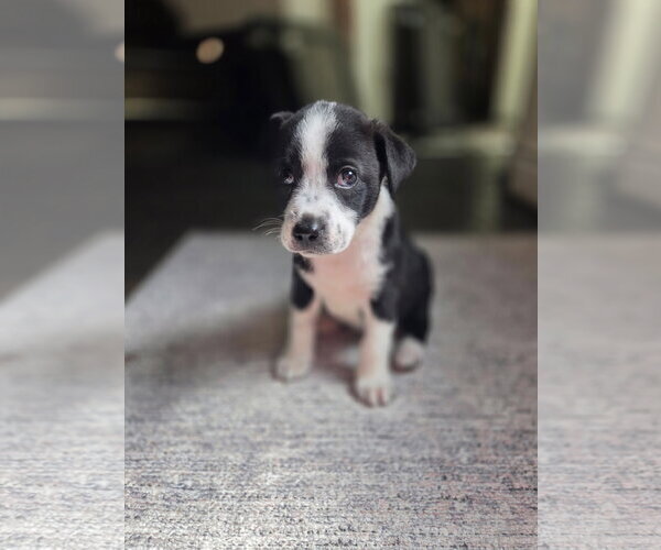 Medium Photo #3 Labrador Retriever-Unknown Mix Puppy For Sale in The Woodlands, TX, USA