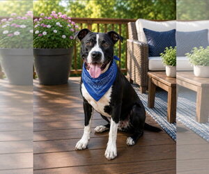 Buckwheat - Male Mutt Dog for Adoption - Photo #9