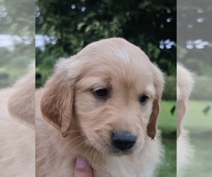 Golden Retriever Puppy for sale in PRINCETON, MN, USA