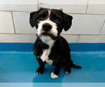 Small #1 Mutt