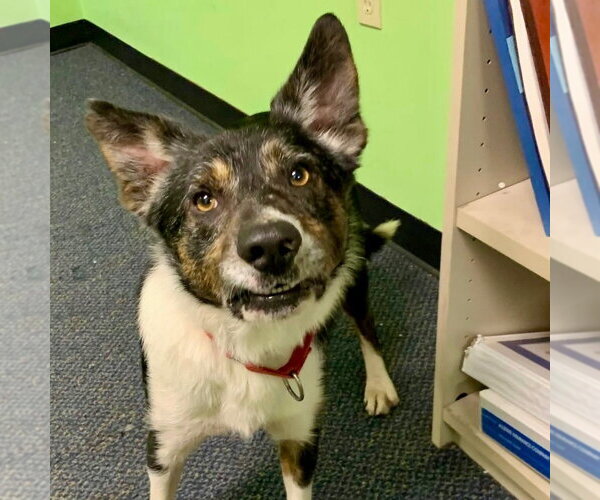 Medium Photo #15 Border Collie-Unknown Mix Puppy For Sale in Canton, CT, USA