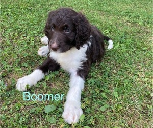 Labradoodle Puppy for sale in RICHMOND, MI, USA