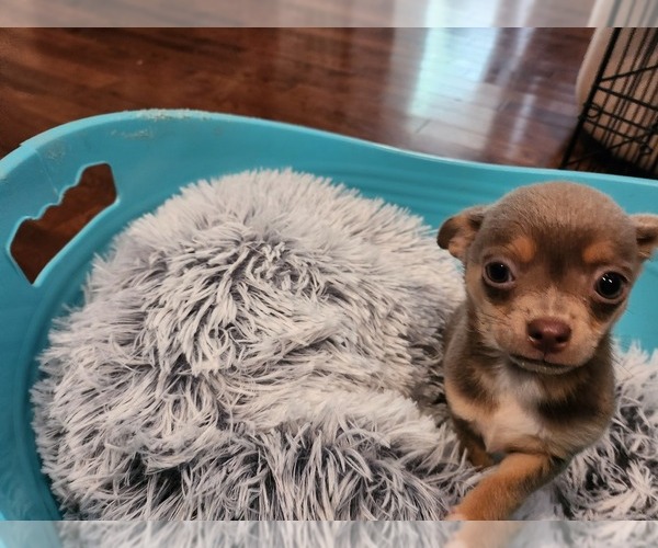 Medium Photo #10 Chihuahua Puppy For Sale in MARIETTA, GA, USA