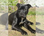 Small American Bulldog Mix