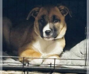 Fumie - Female Shepradors Dog for Adoption - Photo #15