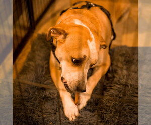 COPPER - Male Beagle-Unknown Mix Dog for Adoption - Photo #3