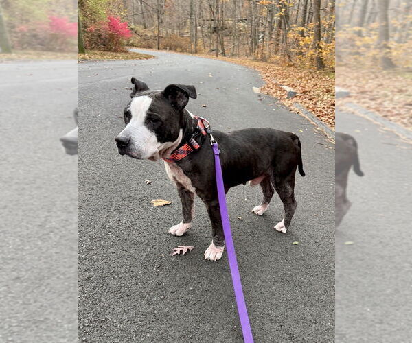 Medium Photo #4 American Pit Bull Terrier-American Staffordshire Terrier Mix Puppy For Sale in Brewster, NY, USA