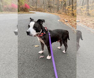 King (from NYC) - Male American Pit Bull Terrier-Staffordshire Bull Terrier Mix Dog for Adoption - Photo #4