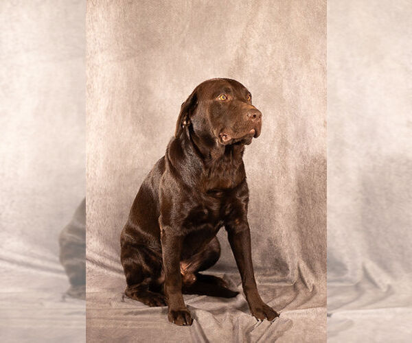 Medium Photo #1 Labrador Retriever Puppy For Sale in WHITNEY, TX, USA
