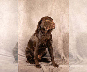 Father of the Labrador Retriever puppies born on 07/12/2026
