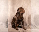 Small Photo #1 Labrador Retriever Puppy For Sale in WHITNEY, TX, USA