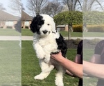 Small Photo #3 Sheepadoodle Puppy For Sale in MERIDIAN, PA, USA