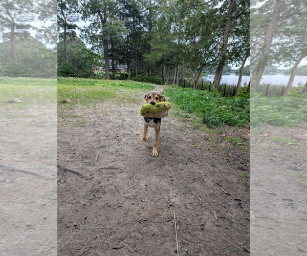 Medium Photo #4 German Pinscher-Unknown Mix Puppy For Sale in Virginia Beach, VA, USA