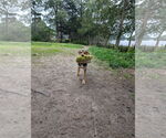 Small #3 German Pinscher Mix