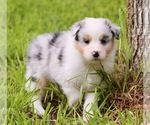 Small Photo #1 Aussiedoodle Puppy For Sale in WEATHERFORD, TX, USA