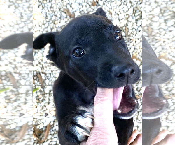Medium Photo #7 Labrador Retriever-Unknown Mix Puppy For Sale in Holly Springs, NC, USA