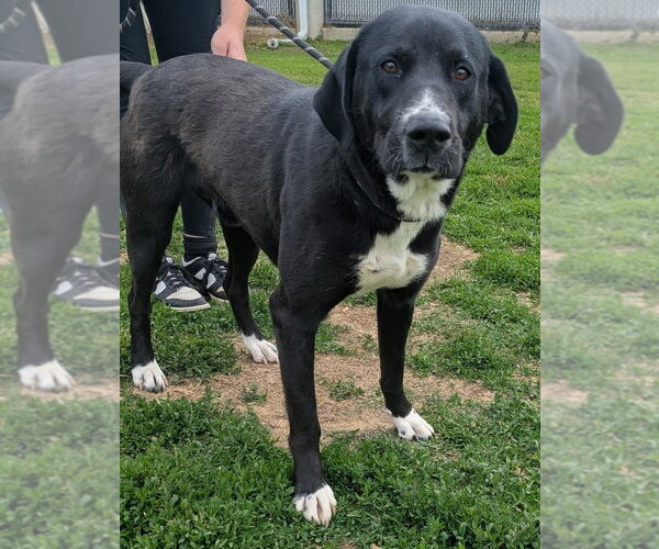 Medium Photo #4 Labrador Retriever Puppy For Sale in Evansville, IN, USA