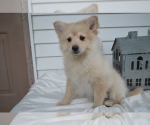 Pomeranian Puppy for sale in HONEY BROOK, PA, USA