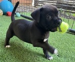 Puppy Cheeseburger Boxer-Chihuahua Mix