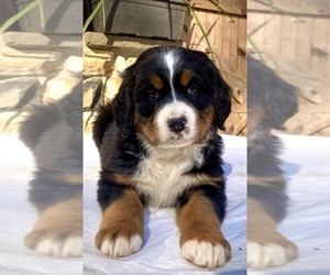 Bernese Mountain Dog Puppy for sale in WEST GROVE, PA, USA