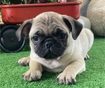 Small Photo #4 Pug Puppy For Sale in CANOGA, NY, USA