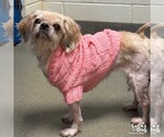 Small #1 Pekingese Mix