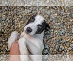 Small Photo #4 Mutt Puppy For Sale in Hilton Head, SC, USA