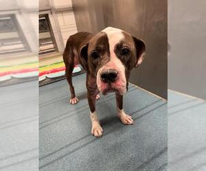 Boxer-Unknown Mix Dogs for adoption in Pearland, TX, USA