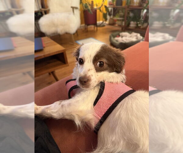 Medium Photo #2 Chihuahua-Spaniel Mix Puppy For Sale in San Francisco, CA, USA