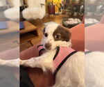 Small #1 Chihuahua-Spaniel Mix