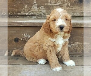 Goldendoodle-Poodle (Miniature) Mix Puppy for sale in STANLEY, WI, USA