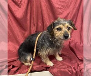 Dachshund-Unknown Mix Dogs for adoption in Modesto, CA, USA