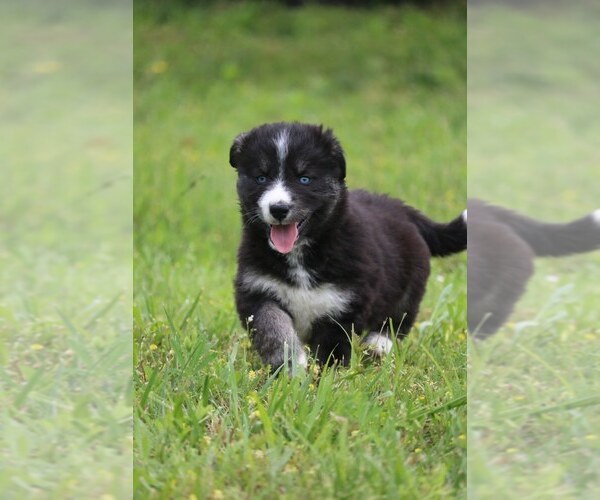 Medium Photo #7 Labrador Retriever-Siberian Husky Mix Puppy For Sale in WOODFORD, VA, USA