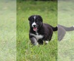 Small Photo #7 Labrador Retriever-Siberian Husky Mix Puppy For Sale in WOODFORD, VA, USA