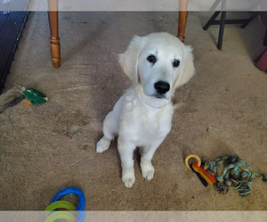 English Cream Golden Retriever Puppy for sale in CINCINNATI, OH, USA