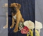 Small Photo #8 Boxer Puppy For Sale in EDINA, MO, USA