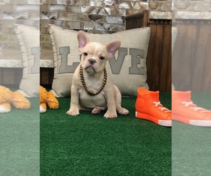 French Bulldog Puppy for sale in HOUSTON, TX, USA