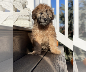 Whoodle Puppy for sale in PHILADELPHIA, PA, USA