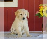 Small Photo #3 Golden Retriever Puppy For Sale in MANHEIM, PA, USA