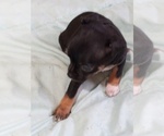Small #2 Chihuahua