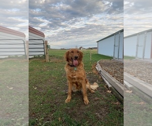 Mother of the Goldendoodle puppies born on 07/05/2021